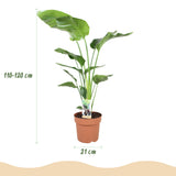 Strelitzia Nicolai – Oiseau de paradis | Grande taille, Pot 21 cm
