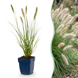 Pennisetum Hameln - H 15-25 cm, pot Ø11 cm