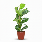 Ficus Lyrata – Figuier violon | Pot 21 cm, Hauteur 75 cm