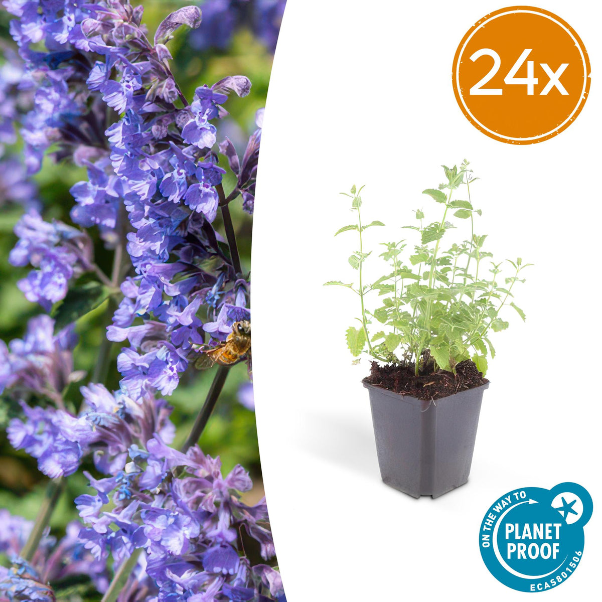 Népéta Six Hills Giant en godet - Herbe à chats - H 10-25 cm, pot Ø9 cm - photo 7