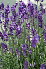 Lavande Dwarf Blue en godet - Lavandula angustifolia - H 10-25 cm, pot Ø9 cm - photo 6