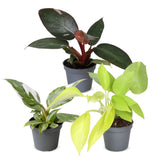 Baby Philodendron - Pink Princess, White Princess et Neon - lot de 3