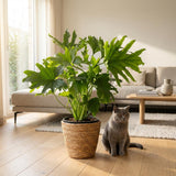 Philodendron Lickety Split | Pot 19 cm