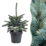 Épicéa bleu du Colorado - Picea pungens Glauca - H 60 cm, pot Ø23 cm - photo 6