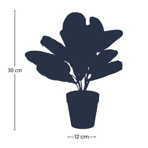 Maranta en Pot plante artificielle