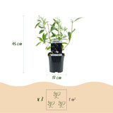 Buddleia Black Knight - H 45 cm, pot Ø17 cm