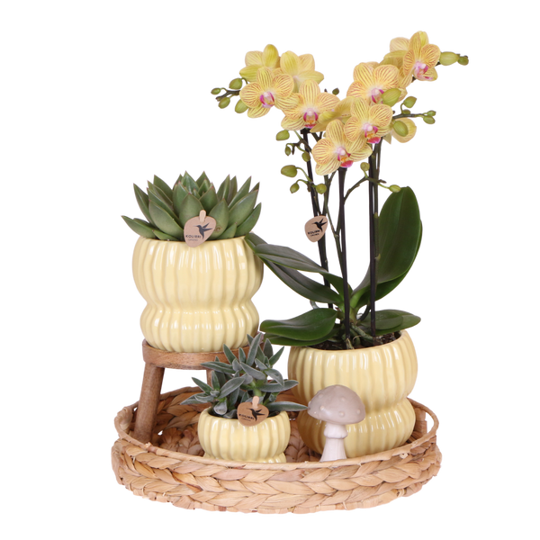 Orchidée Phalaenopsis jaune Blossom Lima et 2 succulentes - coffret Horizon jaune