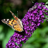 Arbre aux papillons Black Night - Buddleja davidii - H 25 cm, pot Ø17 cm