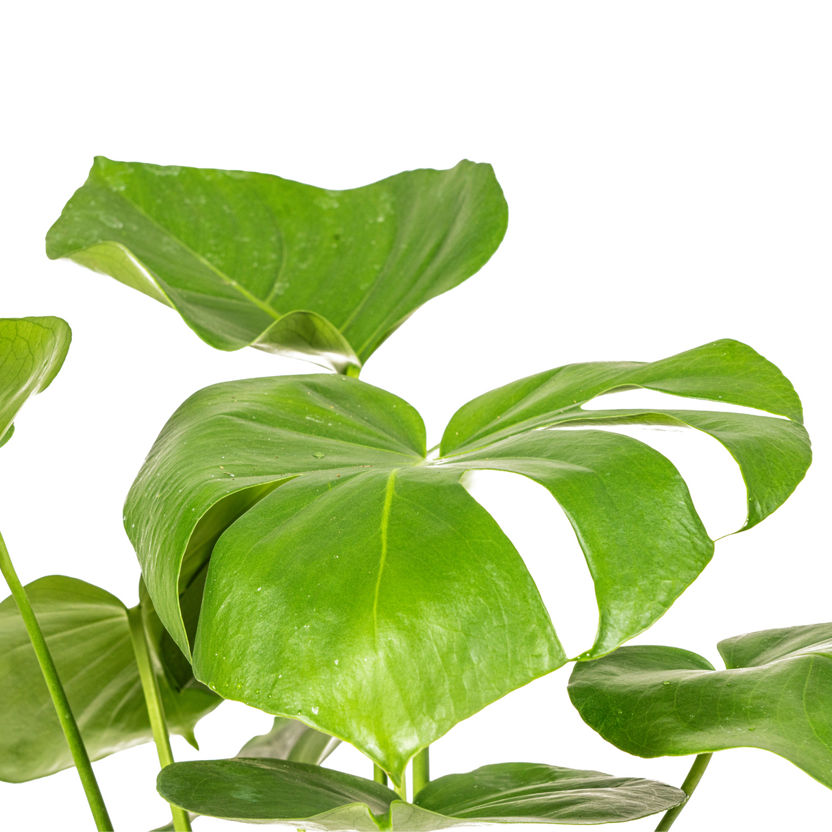 Monstera Deliciosa