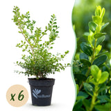 Buis BetterBuxus Babylon Beauty pour haie - 6 plants pour 1 m - H 30-35 cm, pot Ø13 cm