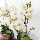 Orchidées Phalaenopsis blanches Blossom Lausanne - lot de 2 ou 4 - pot Ø9 cm