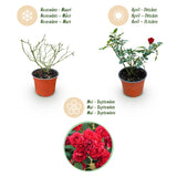 Rosier couvre-sol Red Fairy - Rosier polyantha rouge - H 20-25 cm, pot Ø12 cm