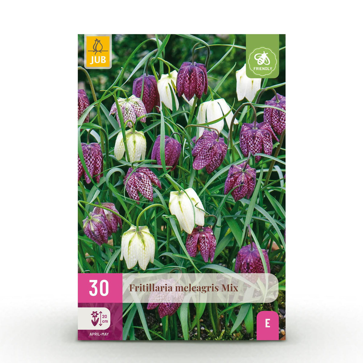 Fritillaire pintade en mélange - calibre 6/7