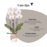 Orchidées Phalaenopsis blanches Niagara Fall White- pot Ø12 cm - photo 6