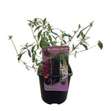 Arbre aux papillons Tricolour - Buddleja davidii - H 30 cm, pot Ø17 cm