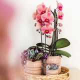Orchidée Phalaenopsis rose saumon Niagara Fall Narbonne - pot Ø12 cm