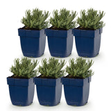 Lavandes en mélange tricolore - Lavandula - H 15-25 cm, pot Ø11 cm - photo 2