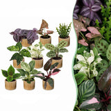 Baby plantes surprise avec cache-pots Linnea miel - lot de 3 à 12 mini plantes - pot Ø6 cm