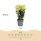 Kit haie Fusain du Japon Paloma Blanca - H 20-30 cm, pot Ø9 cm