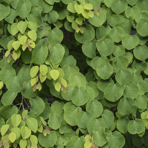 Cercidiphyllum japonicum – Lot de 3 – Pot 12 cm