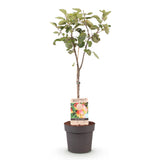 Pommier Jonagold - Malus domestica - H 90 cm, pot Ø21 cm