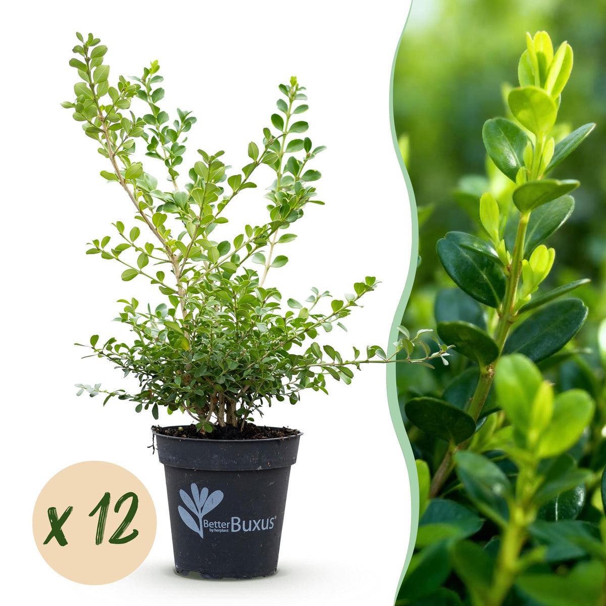 Buis Babylon Beauty - H 25 cm, pot Ø13 cm
