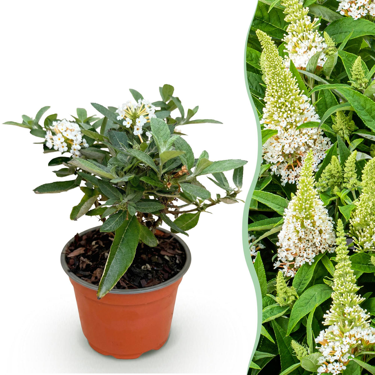 Buddleia Butterfly Candy Little White - H 20-25 cm, pot Ø12 cm
