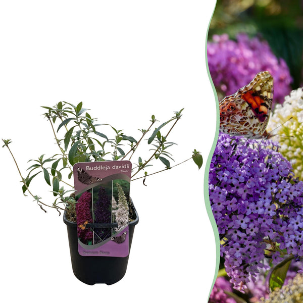 Arbre aux papillons Tricolour - Buddleja davidii
