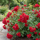Rosier couvre-sol Red Fairy - Rosier polyantha rouge - H 20-25 cm, pot Ø12 cm