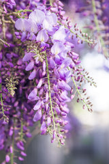 Glycine du Japon Naga Noda - Wisteria floribunda - 2 plants - H 65 cm, pot Ø15 cm