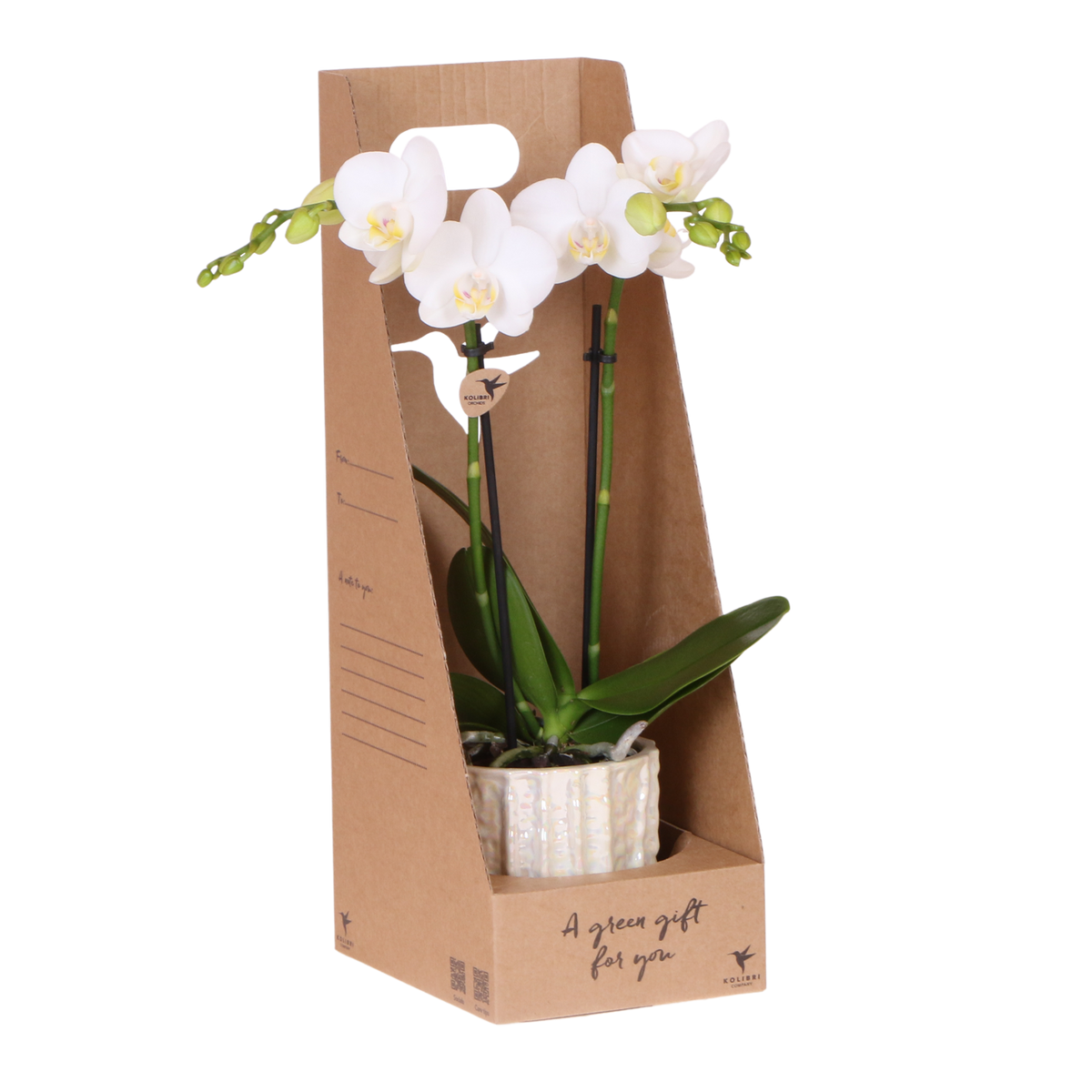 Orchidée Phalaenopsis blanche Mineral Amabilis - cache-pot Oyster et boîte cadeau - H 40 cm, pot Ø9 cm