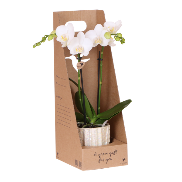 Orchidée Phalaenopsis blanche Mineral Amabilis - cache-pot Oyster et boîte cadeau