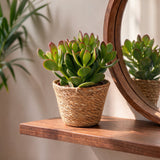 Arbre de jade avec paniers - Crassula ovata - lot de 4