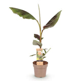 Bananier Ever Red - Musa - H 90 cm, pot Ø21 cm