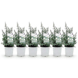 Eucalyptus gunnii - 6 plants - H 40 cm, pot Ø17 cm