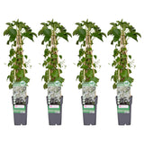 Hortensia grimpant - Hydrangea anomala subsp. petiolaris - H 65 cm, pot Ø15 cm - photo 4
