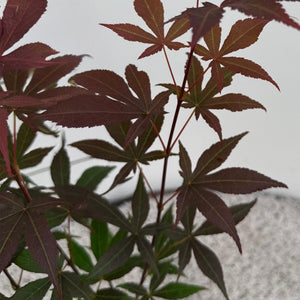 Acer palmatum Atropurpureum – Pot 12 cm – Hauteur 35 cm