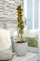 Buisson ardent Orange Glow - Pyracantha - H 65 cm, pot Ø15 cm - photo 5