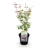 Érable du Japon Phoenix - Acer palmatum - H 70 cm, pot Ø19 cm