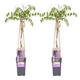 Glycine du Japon Naga Noda - Wisteria floribunda - 2 plants - H 65 cm, pot Ø15 cm