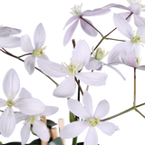 Clématite armandii Apple Blossom - Clématite persistante rose pâle - H 65 cm, pot Ø15 cm