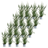 Kit haie Cyprès de Leyland 2011 - H 30-40 cm, pot Ø9 cm