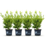 Buis BetterBuxus Babylon Beauty pour haie - 4 plants pour 1 m - H 50-55 cm, pot Ø19 cm