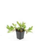 Renouée Darjeeling Red en godet - Persicaria affinis - H 10-25 cm, pot Ø9 cm - photo 3