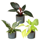 Baby Philodendron avec cache-pots Linnea bleu brume - Pink Princess, White Princess et Neon - lot de 3