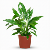 Spathiphyllum – Plante paix | Pot 19 cm, Hauteur 70-80 cm