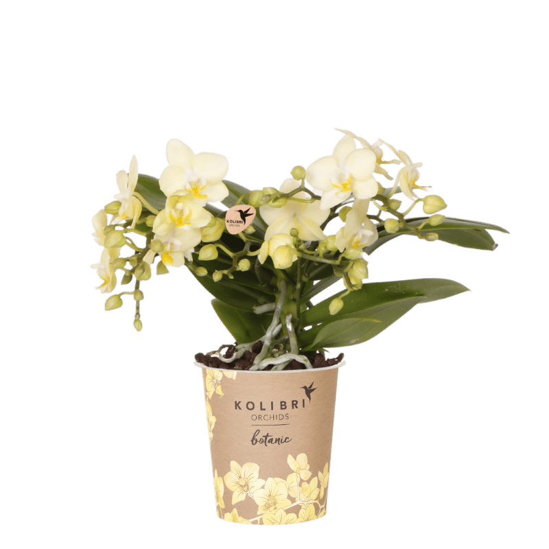 Orchidée Phalaenopsis jaune Botanic Yellow - H 20 cm, pot Ø9 cm
