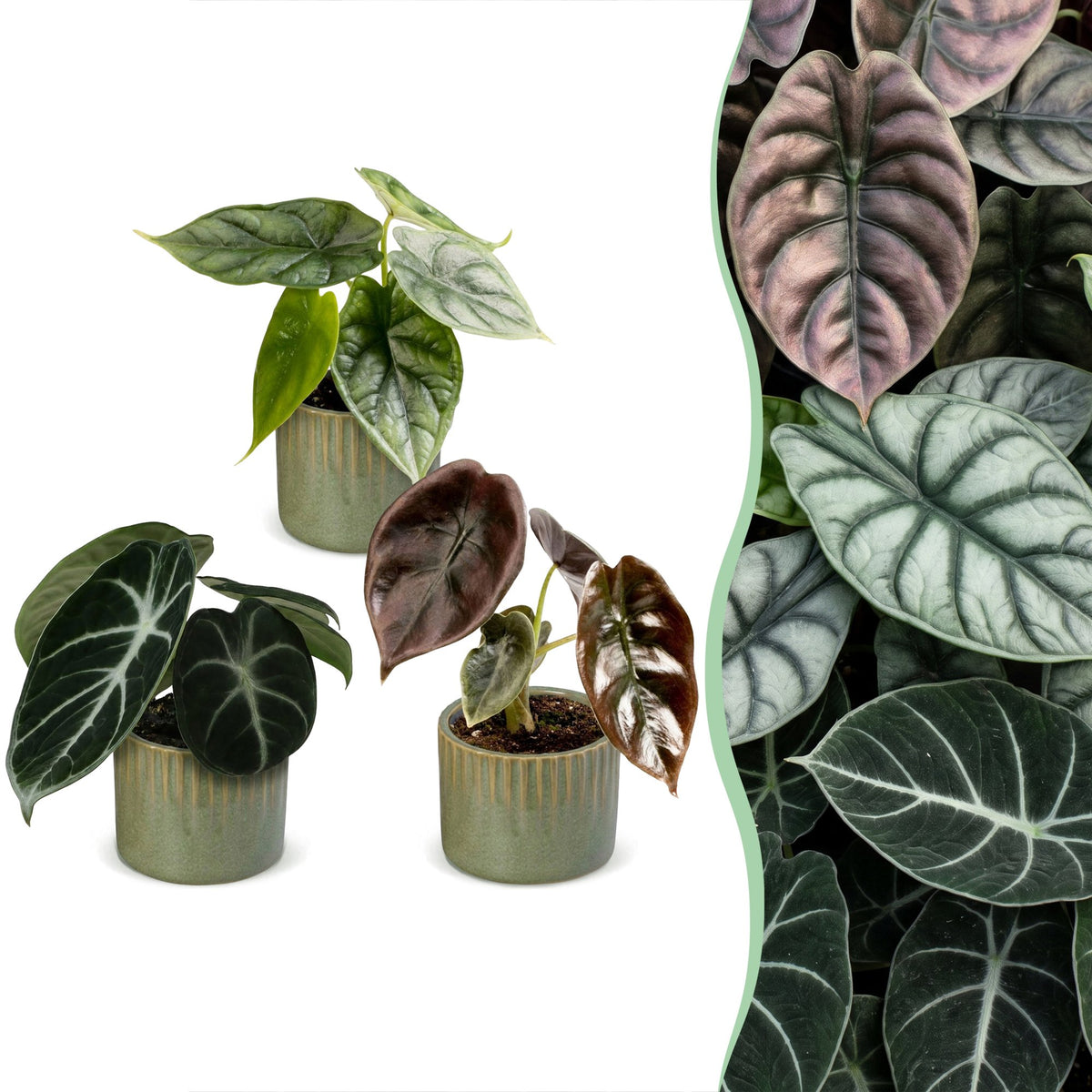 Baby Alocasia Tricolour avec cache-pots Linnea olive - lot de 3 mini plantes