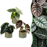 Baby Alocasia Tricolour avec cache-pots Linnea olive - lot de 3 mini plantes
