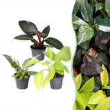 Baby Philodendron - Pink Princess, White Princess et Neon - lot de 3